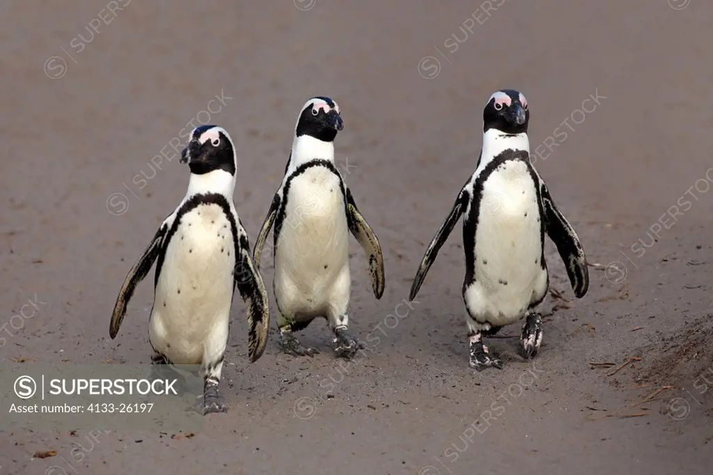 Jackass Penguin,Spheniscus demersus,Betty´s Bay,South Africa,Africa,group of adults walking on beach