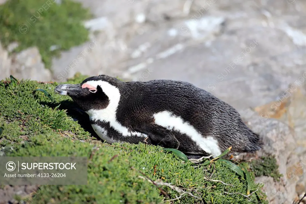 Jackass Penguin,Spheniscus demersus,Boulder,Simon´s Town,South Africa,Africa,adult resting on the beach