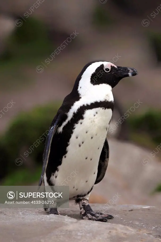 Jackass Penguin,Spheniscus demersus,Betty´s Bay,South Africa,Africa,adult on rock
