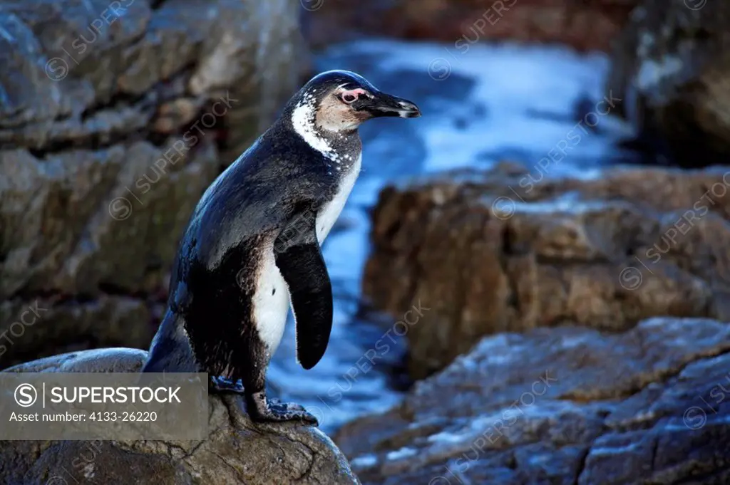 Jackass Penguin,Spheniscus demersus,Betty´s Bay,South Africa,Africa,adult on rock in surge