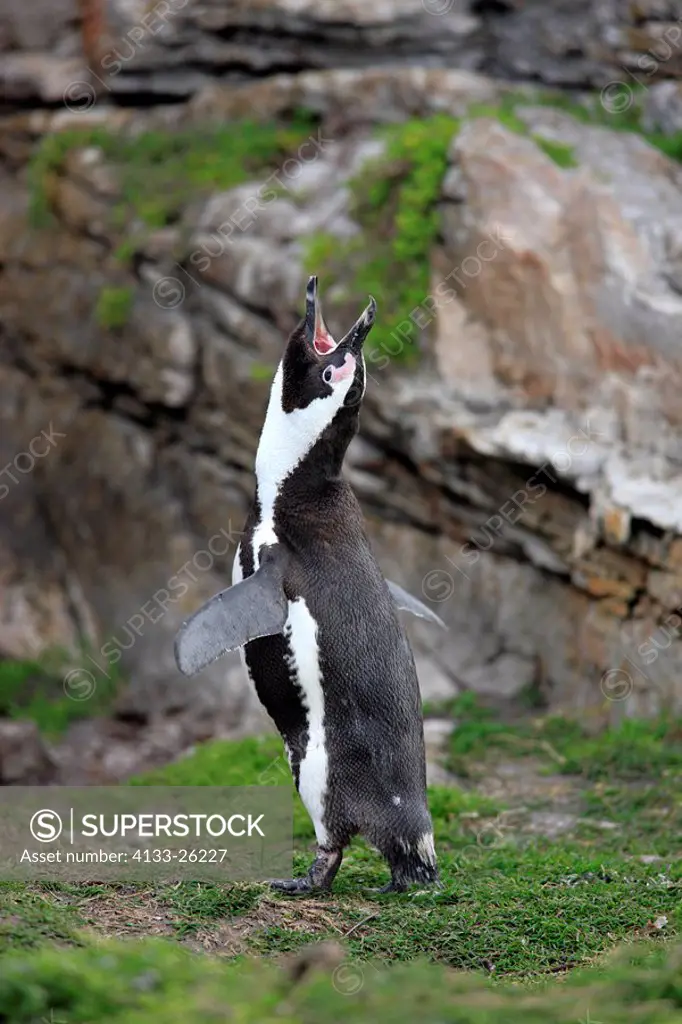 Jackass Penguin,Spheniscus demersus,Betty´s Bay,South Africa,Africa,adult male calling