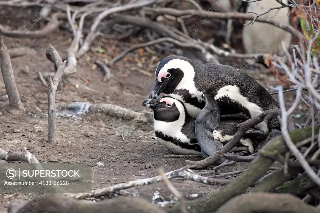 Jackass Penguin,Spheniscus demersus,Betty´s Bay,South Africa,Africa,adult couple mating