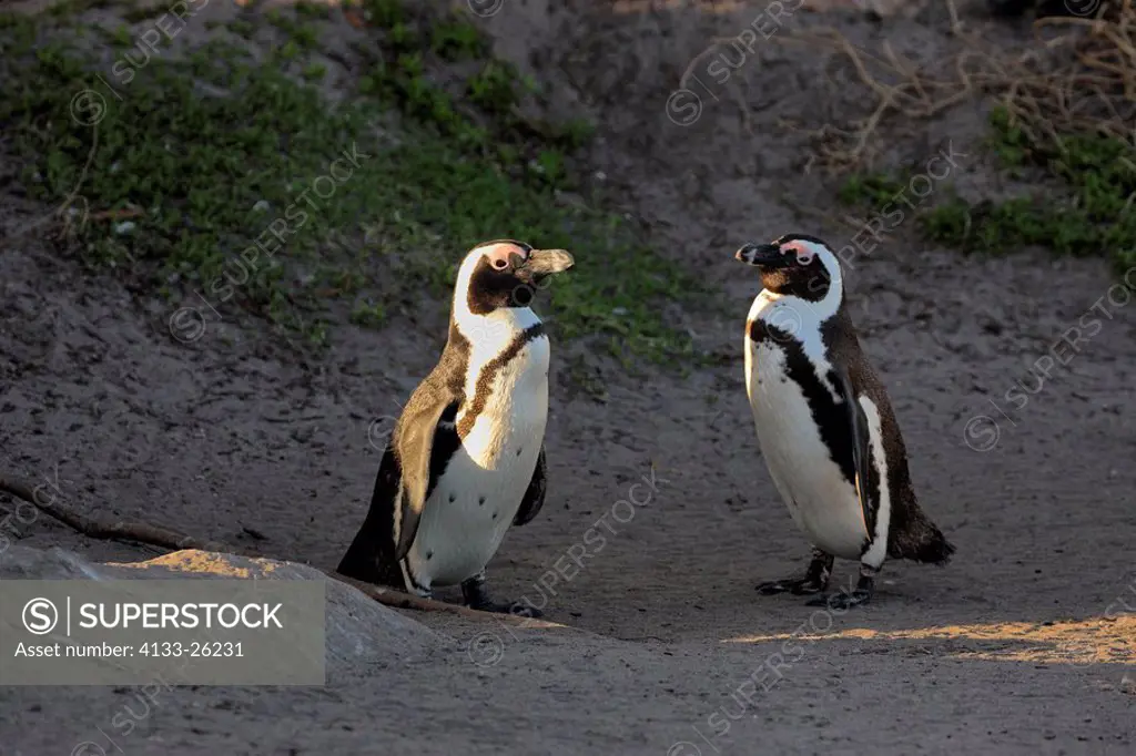 Jackass Penguin,Spheniscus demersus,Betty´s Bay,South Africa,Africa,adult couple