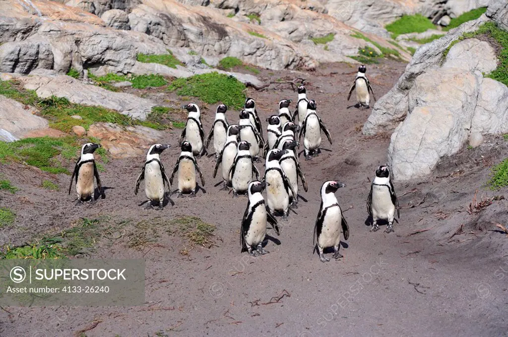 Jackass Penguin,Spheniscus demersus,Betty´s Bay,South Africa,Africa,group of adults walking on beach