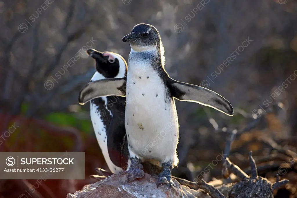 Jackass Penguin,Spheniscus demersus,Boulder,Simon´s Town,South Africa,Africa,adult and subadult on rock