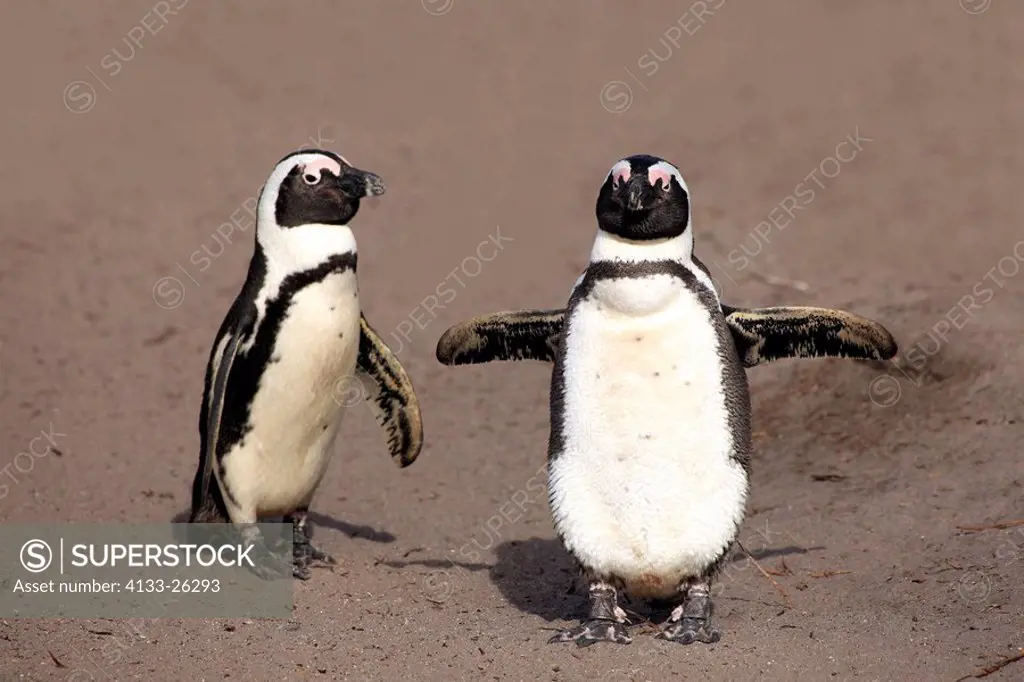 Jackass Penguin,Spheniscus demersus,Betty´s Bay,South Africa,Africa,adult couple walking on beach