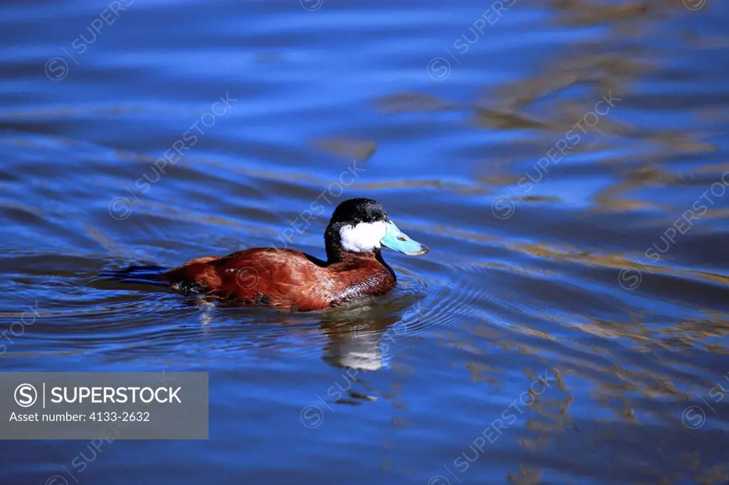 Ruddy Duck,Oxyura jamaicensis,California,USA,adult,male in water