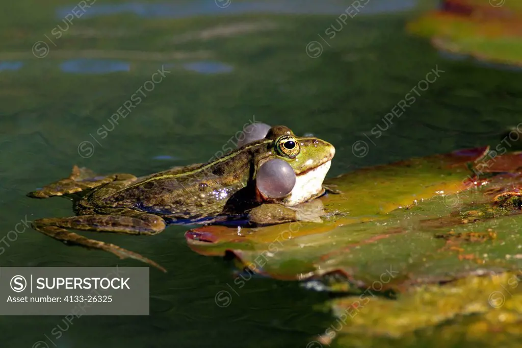 Edible Frog,Green Frog,Common Frog,Mannheim,Germany,Europe,in water