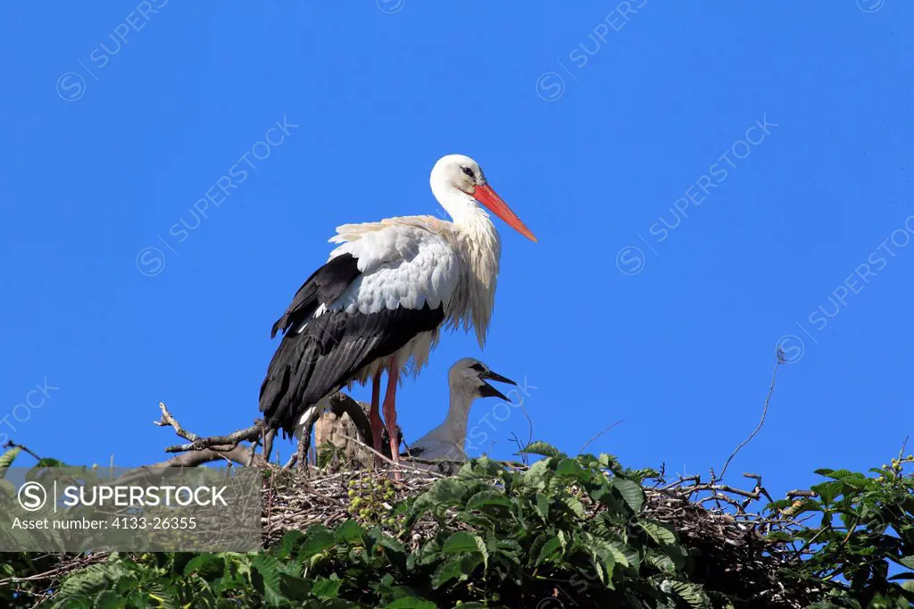 White Stork,Ciconia ciconia,Mannheim,Germany,Europe,adult with young on chestnut tree