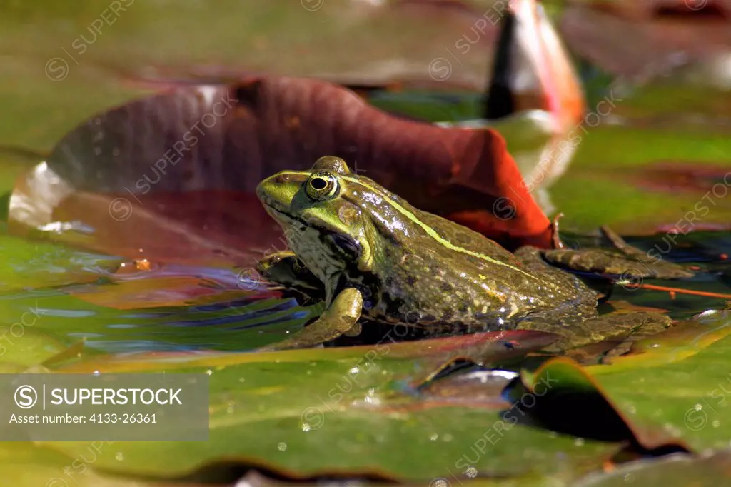 Edible Frog,Green Frog,Common Frog,Mannheim,Germany,Europe,in water