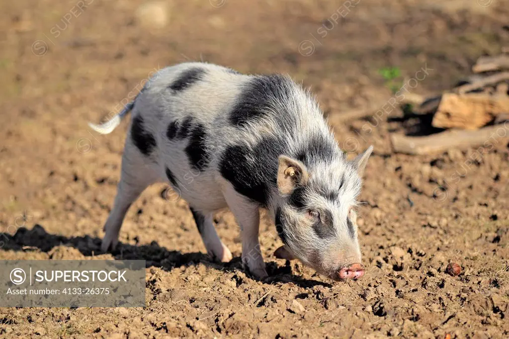 Miniature pig,Sus scrofa domestica,Odenwald,Germany,Europe,male searching for food