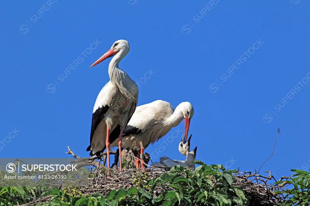 White Stork,Ciconia ciconia,Mannheim,Germany,Europe,adult couple with young on chestnut tree