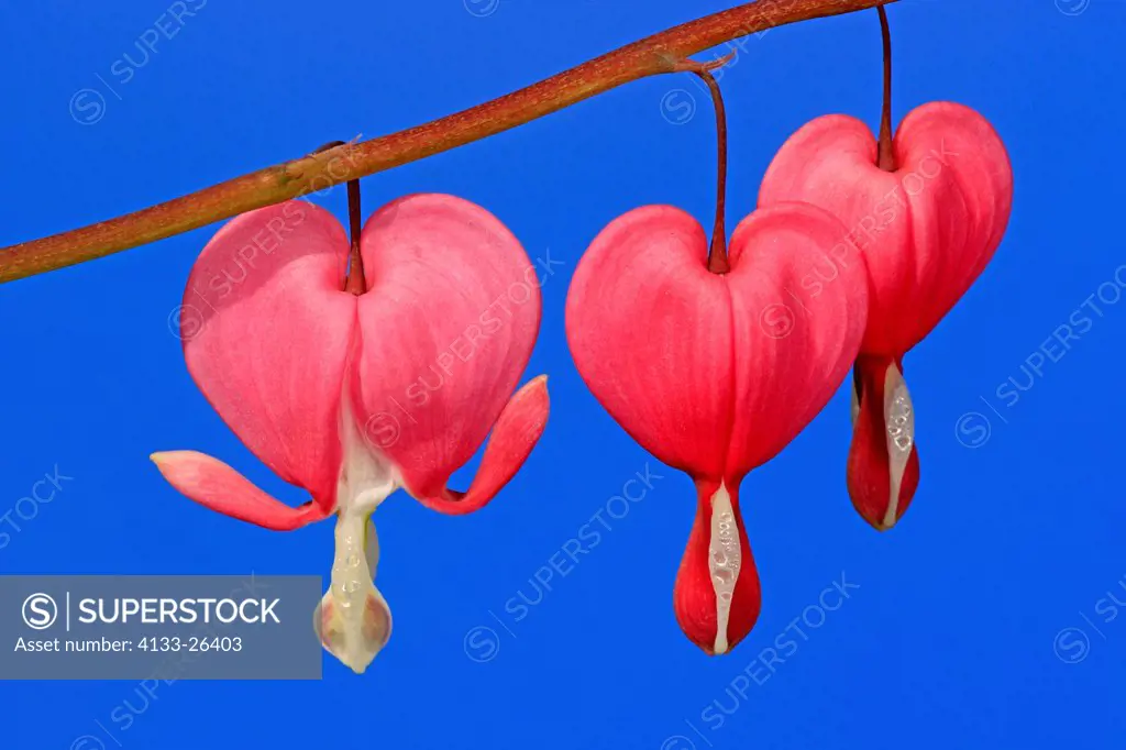Bleeding heart,Dicentra spectabilis,Ellerstadt,Grmany,Europe,blooming