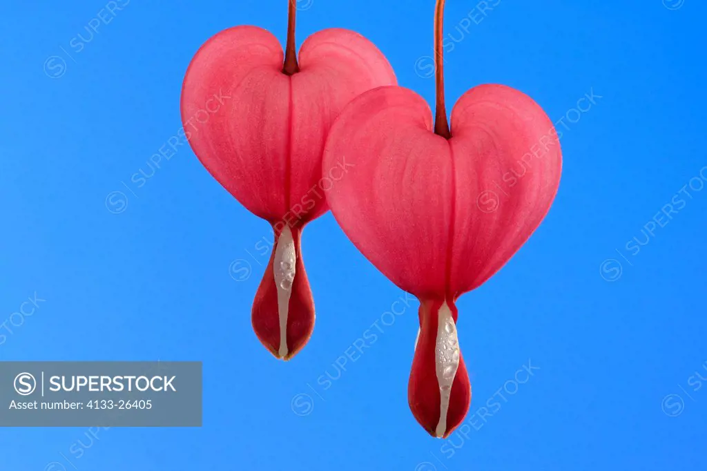 Bleeding heart,Dicentra spectabilis,Ellerstadt,Grmany,Europe,blooming