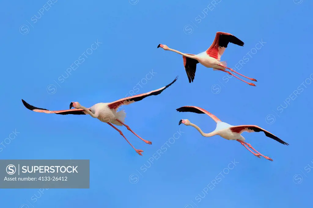 European Flamingo,Greater Flamingo,Phoenicopterus ruber roseus,Saintes Marie de la Mer,France,Europe,Camargue,Bouches du Rhone,group of adults flying