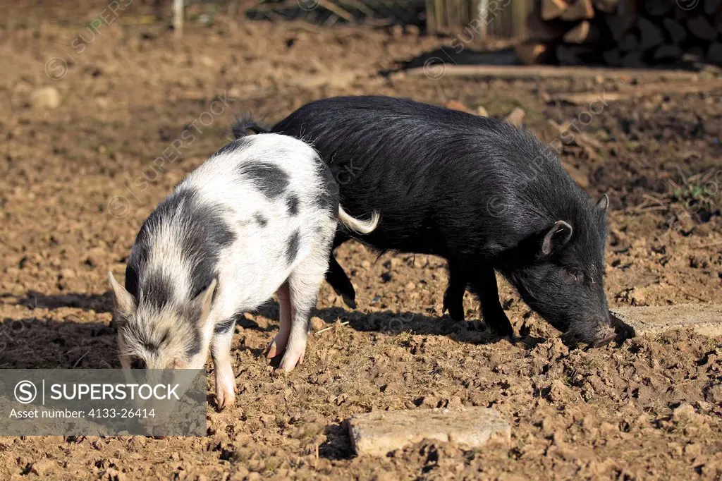 Miniature pig,Sus scrofa domestica,Odenwald,Germany,Europe,two males searching for food