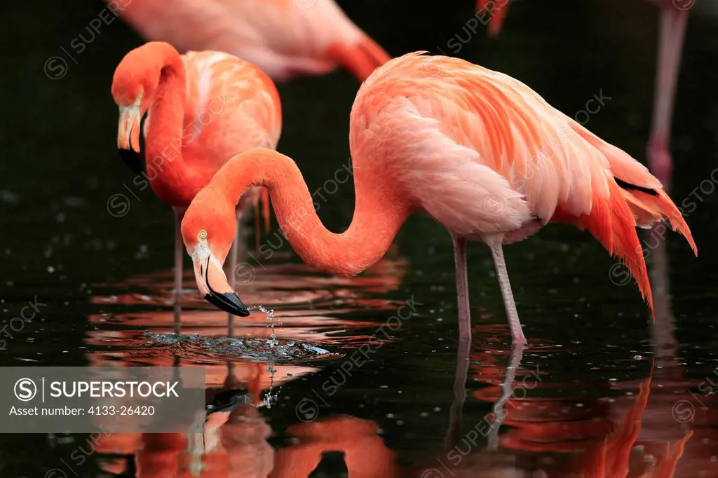 American Flamingo,Phoenicopterus ruber ruber,South America,adult in water searching for food
