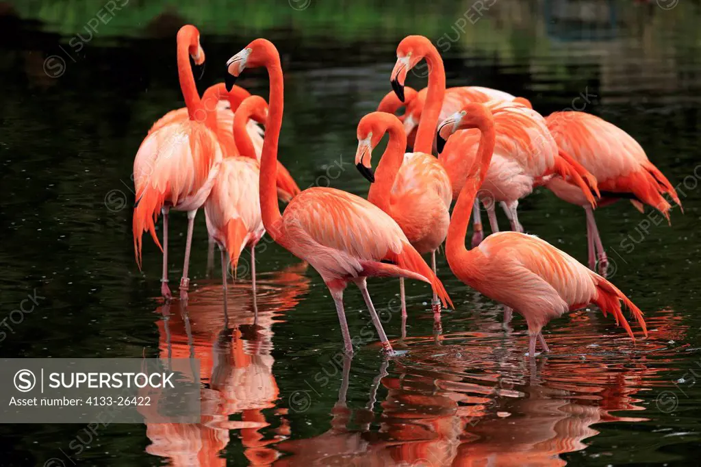 American Flamingo,Phoenicopterus ruber ruber,South America,Latin America,group of adults searching for food