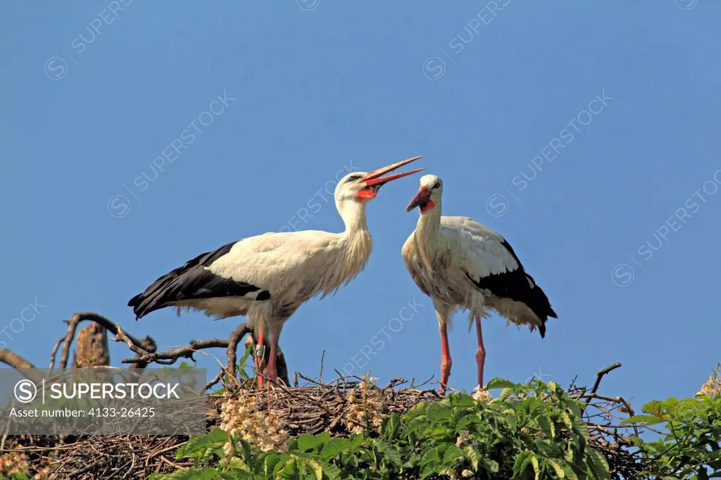 White Stork,Ciconia ciconia,Mannheim,Germany,Europe,adult couple on chestnut tree