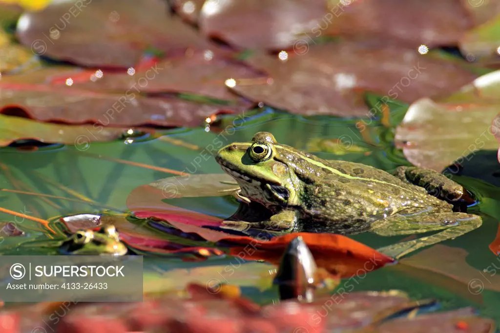 Edible Frog,Green Frog,Common Frog,Mannheim,Germany,Europe,in water