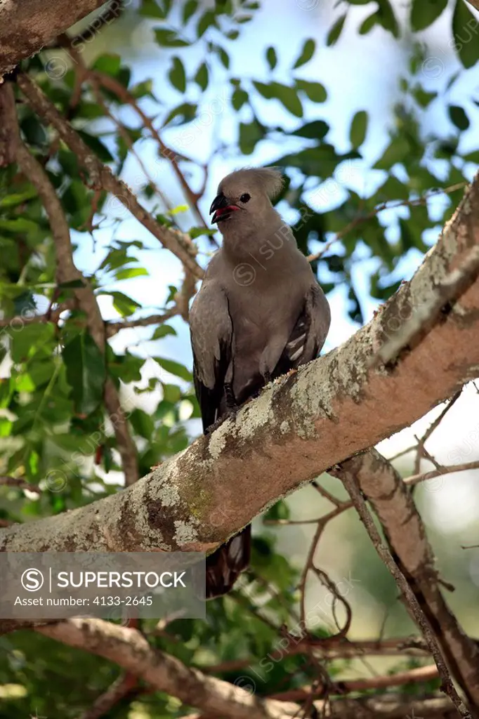 Grey Lourie,Corythaixoides concolor,Kruger Nationalpark,South Africa,Africa,adult on tree calling