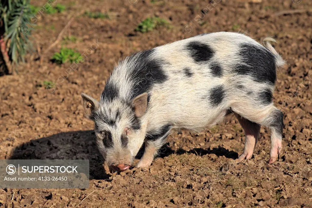 Miniature pig,Sus scrofa domestica,Odenwald,Germany,Europe,male searching for food