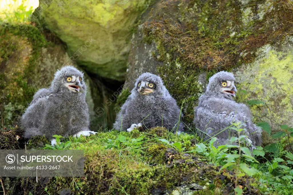 Snowy Owl,Nyctea scandiaca,Europe,three young birds calling sitting on ground