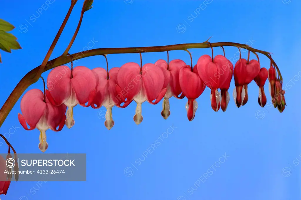 Bleeding heart,Dicentra spectabilis,Ellerstadt,Grmany,Europe,blooming