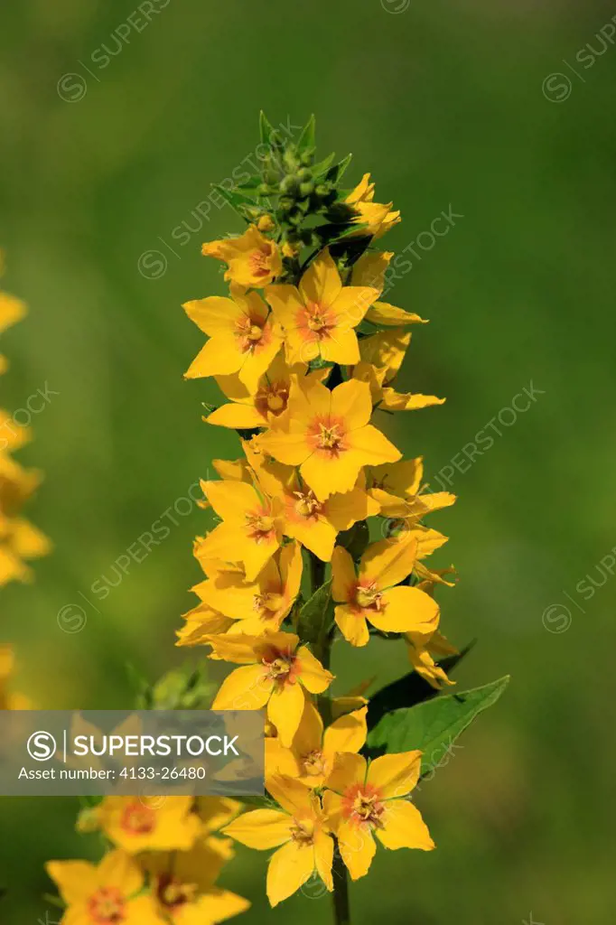 Yellow loosestrife,Lysimachia punctata,Mannheim,Germany,Europe,blooming