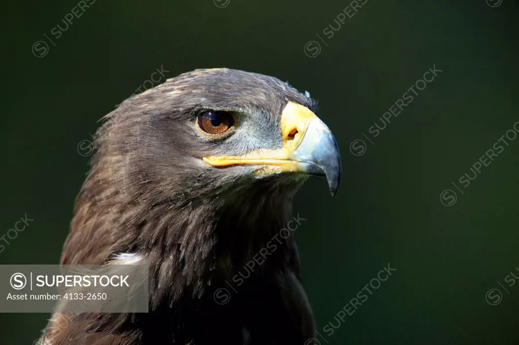 Steppe Eagle,Aquila nipalensis,Germany,Europe,adult portrait