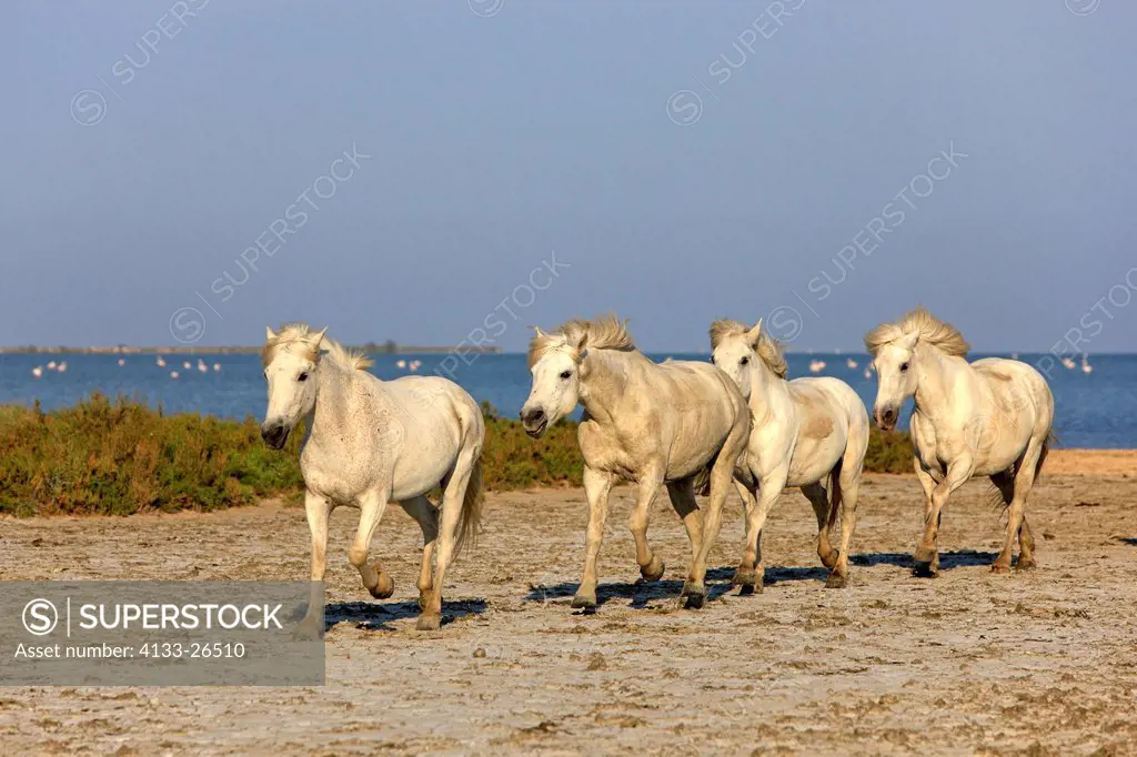 Camargue Horse,Equus caballus,Saintes Marie de la Mer,France,Europe,Camargue,Bouches du Rhone,group of horses galloping