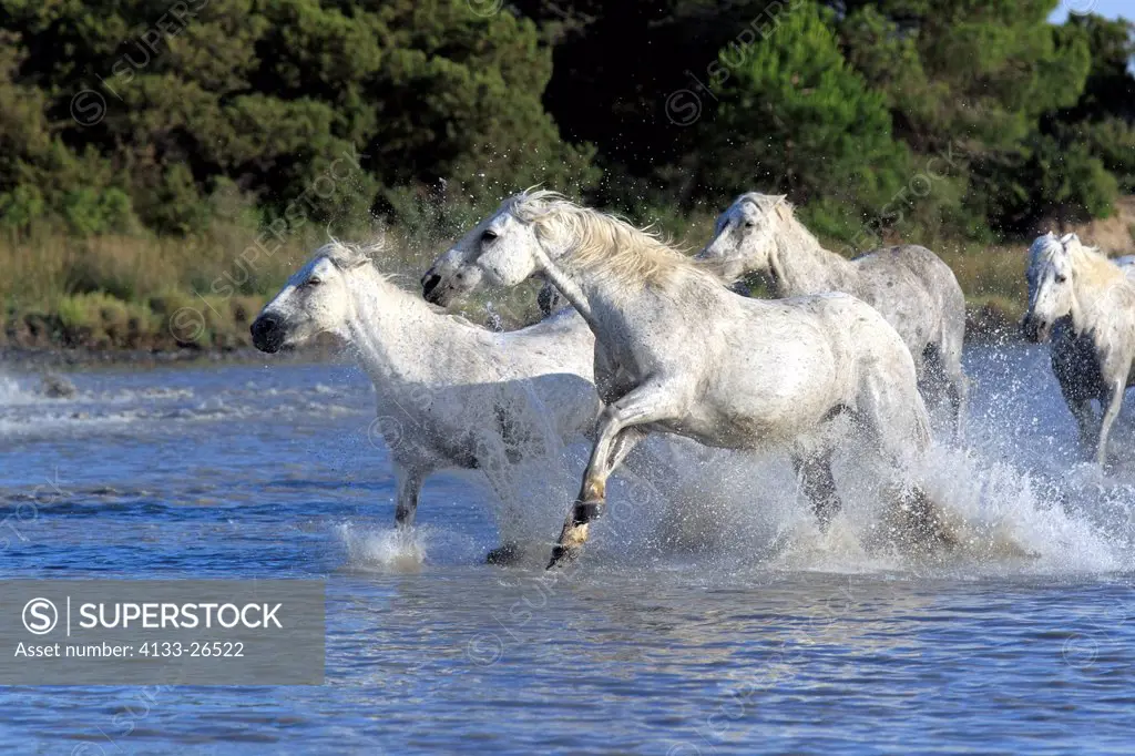 Camargue Horse,Equus caballus,Saintes Marie de la Mer,France,Europe,Camargue,Bouches du Rhone,group of horses galloping in water