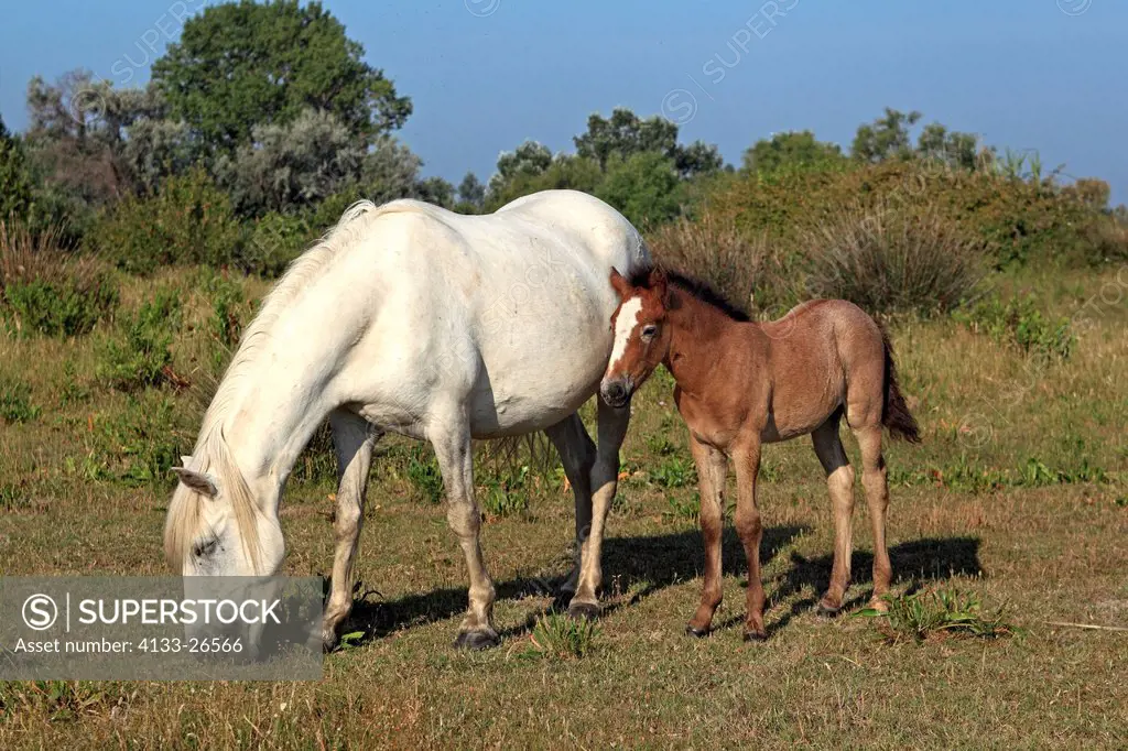 Camargue Horse,Equus caballus,Saintes Marie de la Mer,France,Europe,Camargue,Bouches du Rhone,mother with young