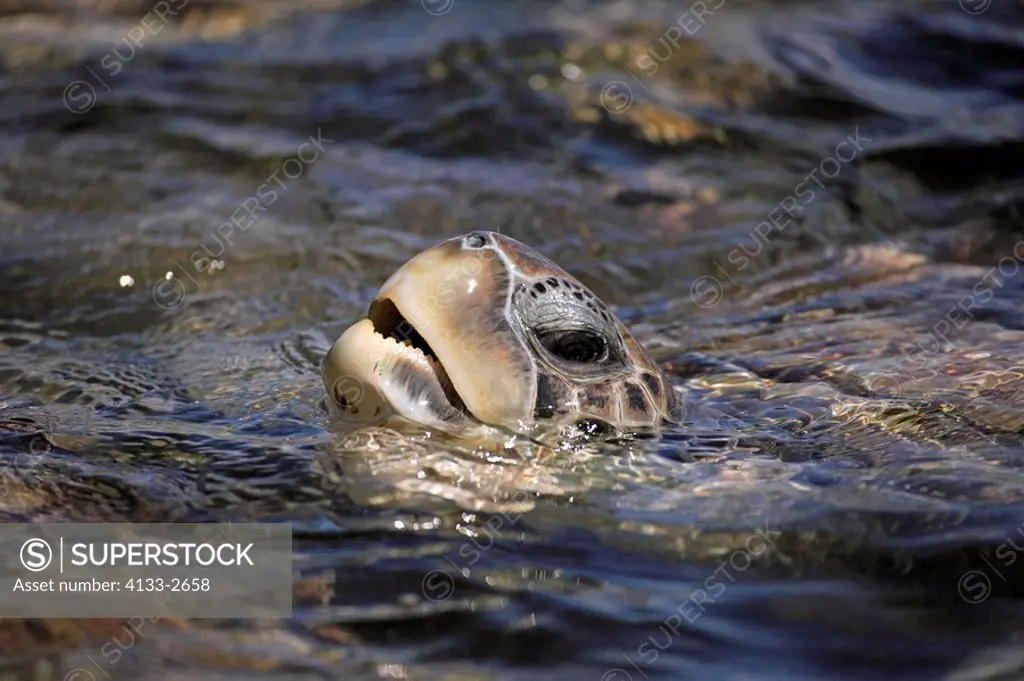 Green Sea Turtle,Chelonia mydas,Cayman Islands,Grand Cayman,Caribbean,adult swimming in water breathing portrait