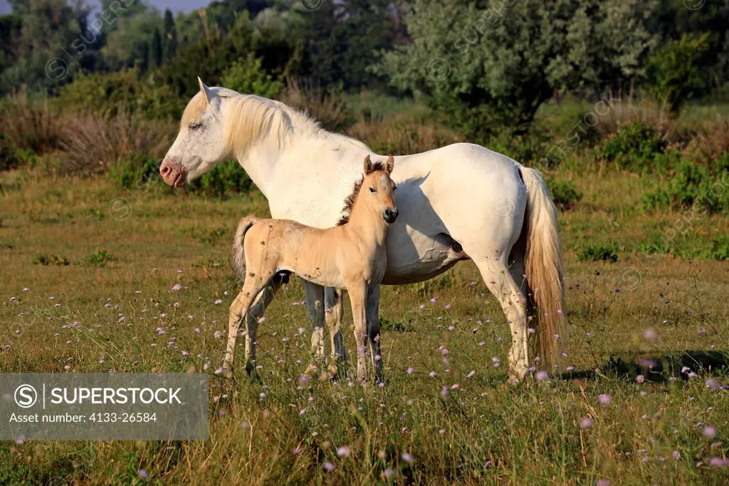 Camargue Horse,Equus caballus,Saintes Marie de la Mer,France,Europe,Camargue,Bouches du Rhone,mother with young