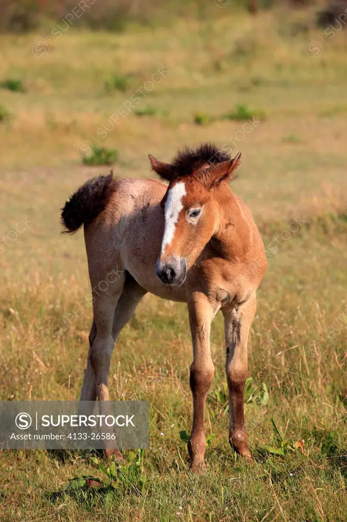 Camargue Horse,Equus caballus,Saintes Marie de la Mer,France,Europe,Camargue,Bouches du Rhone,young foal