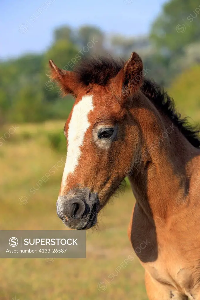 Camargue Horse,Equus caballus,Saintes Marie de la Mer,France,Europe,Camargue,Bouches du Rhone,young portrait