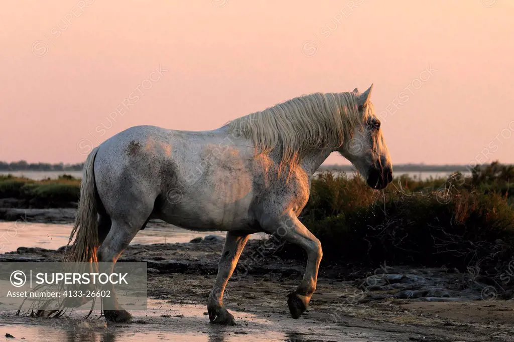 Camargue Horse,Equus caballus,Saintes Marie de la Mer,France,Europe,Camargue,Bouches du Rhone,horse galloping in water