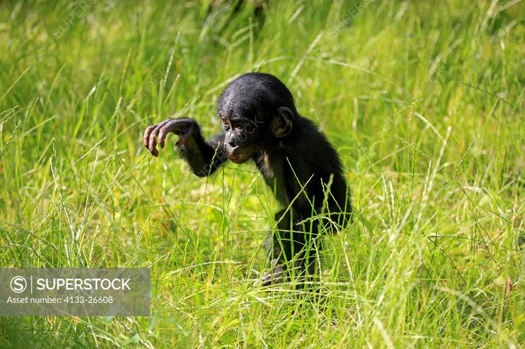 Bonobo,pygmy chimpanzee,Pan Paniscus,Africa,young