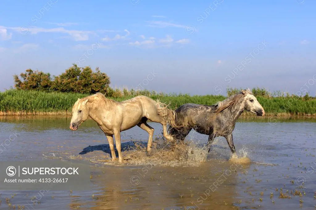 Camargue Horse,Equus caballus,Saintes Marie de la Mer,France,Europe,Camargue,Bouches du Rhone,stallions fighting in water