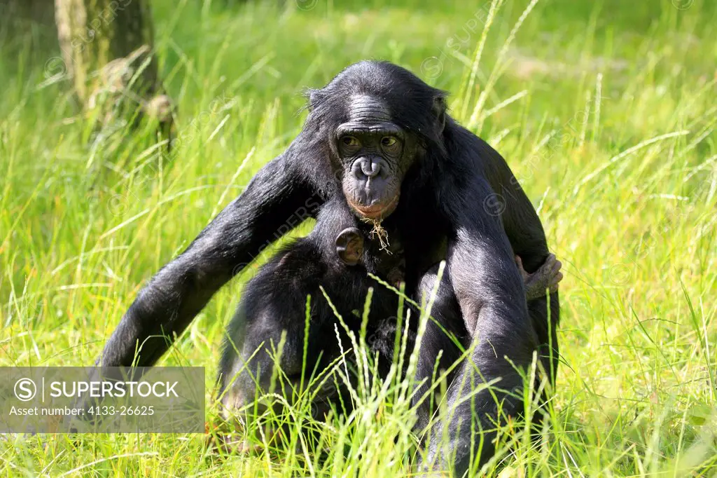 Bonobo,pygmy chimpanzee,Pan Paniscus,Africa,adult female with baby