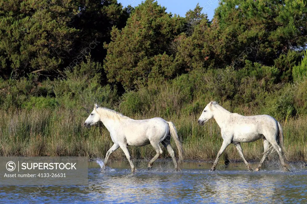 Camargue Horse,Equus caballus,Saintes Marie de la Mer,France,Europe,Camargue,Bouches du Rhone,couple galloping in water