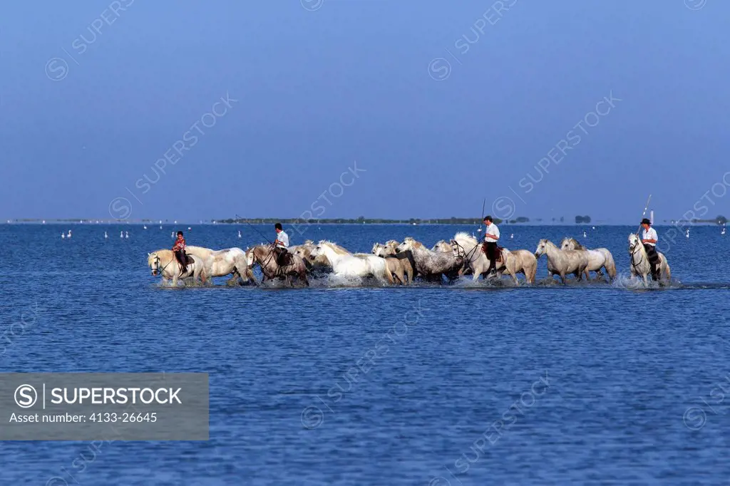 Camargue Horse,Equus caballus,Saintes Marie de la Mer,France,Europe,Camargue,Bouches du Rhone,group of horses and guardian
