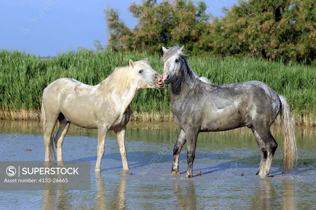 Camargue Horse,Equus caballus,Saintes Marie de la Mer,France,Europe,Camargue,Bouches du Rhone,two stallions in water