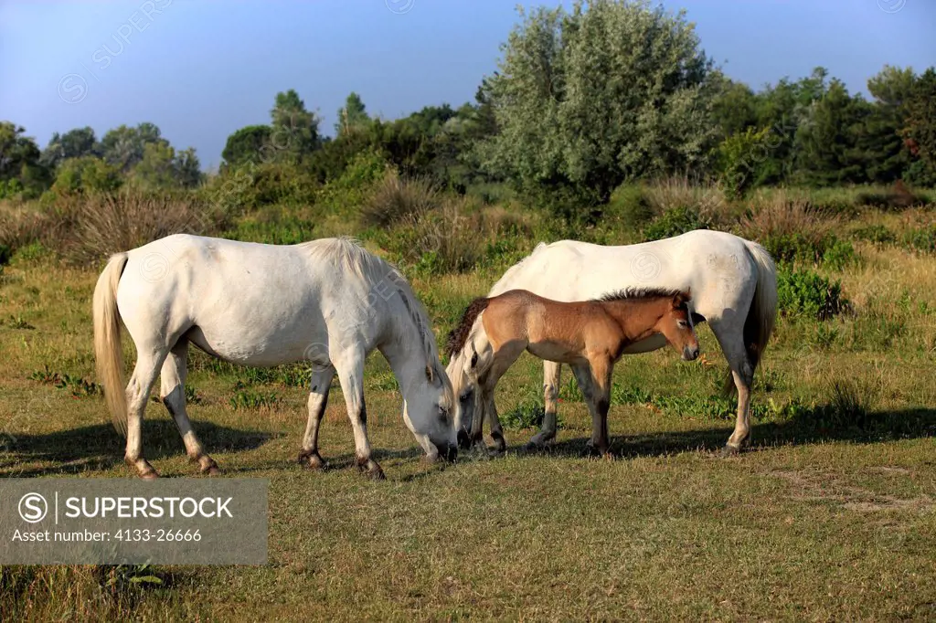 Camargue Horse,Equus caballus,Saintes Marie de la Mer,France,Europe,Camargue,Bouches du Rhone,mother with young