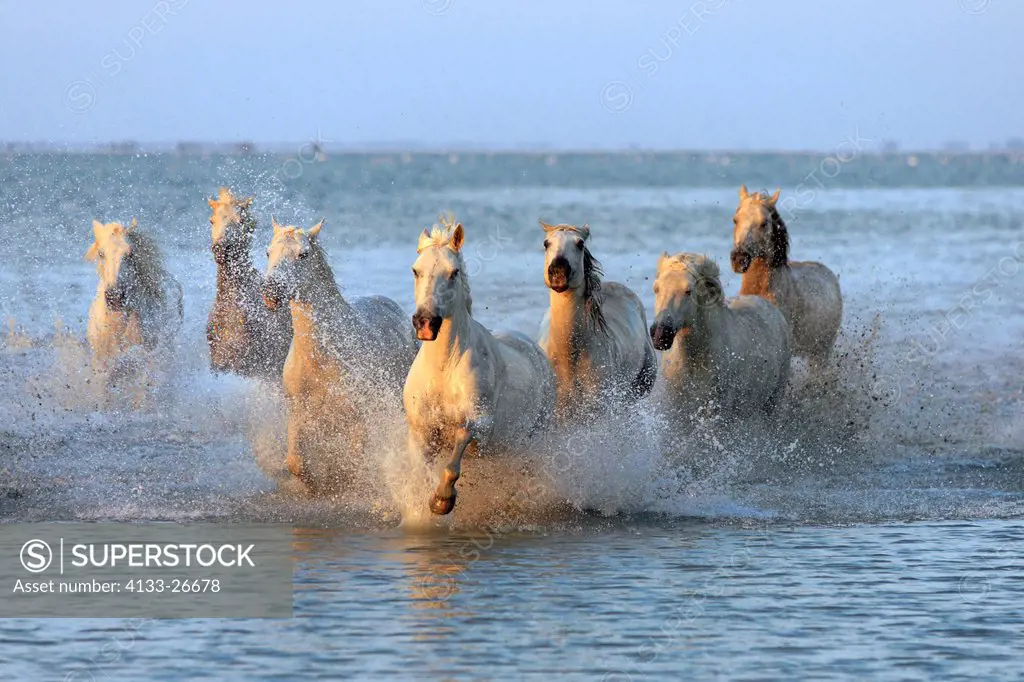 Camargue Horse,Equus caballus,Saintes Marie de la Mer,France,Europe,Camargue,Bouches du Rhone,group of horses galloping in water