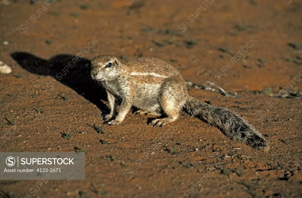 Ground Squirrel,Xerus inaurus,Kalahari Kgalagadi Transfrontier Park,South Africa,Africa,adult in last sunlight