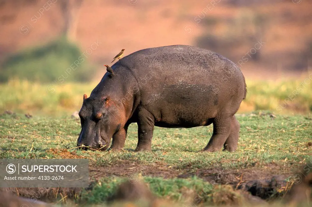 Hippopotamus,Hippopatamus amphibius,Chobe Nationalpark,Botswana,Africa,adult feeding on shore