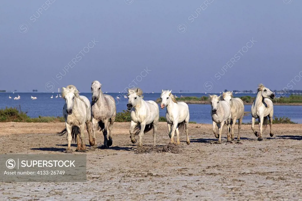 Camargue Horse,Equus caballus,Saintes Marie de la Mer,France,Europe,Camargue,Bouches du Rhone,group of horses galloping