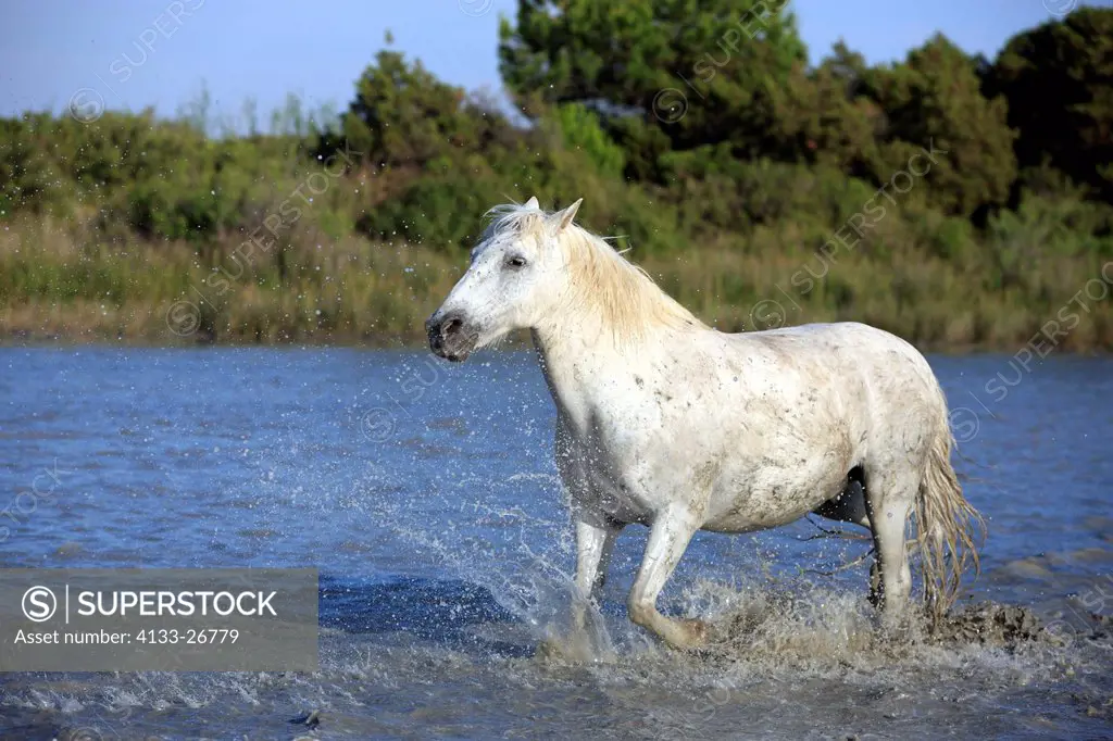 Camargue Horse,Equus caballus,Saintes Marie de la Mer,France,Europe,Camargue,Bouches du Rhone,horse galloping in water